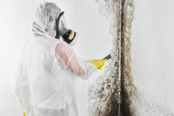 Best Post-Flood Mold Remediation in Cherryland, CA
