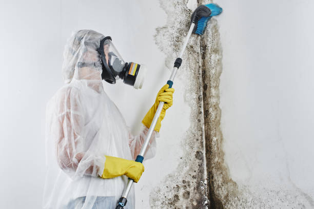 Best Kitchen Mold Remediation in Cherryland, CA