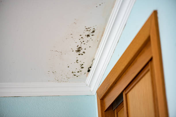 Best Commercial Mold Remediation in Cherryland, CA