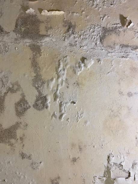Best HVAC Mold Remediation in Cherryland, CA