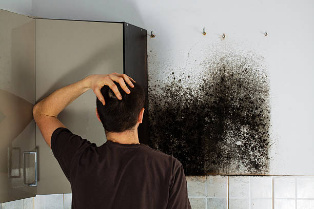 Best Insurance-Related Mold Remediation in Cherryland, CA